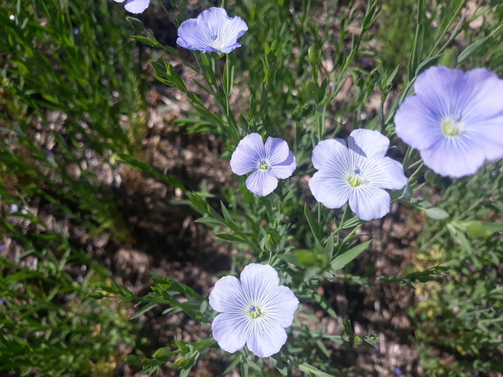 Джанна Мишель және үлкен мүшесі бар қара жігіт